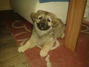 hund15b