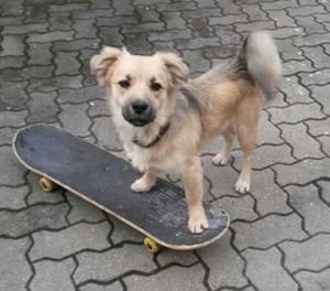 hund15c