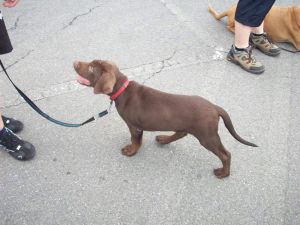 hund16a