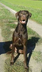 hund16c
