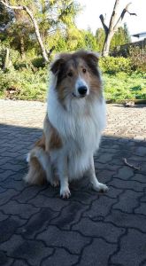 hund17c